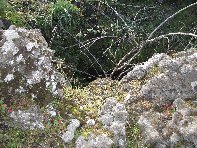 otte Scorciavacca20110306 132